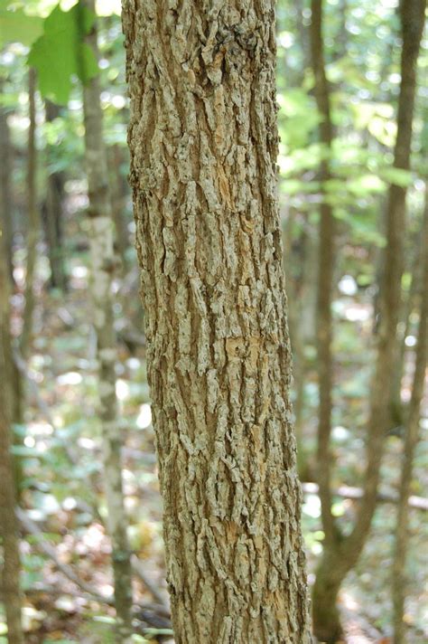 Black ash bark | This tree is about 4 inches (10 cm) in diam… | Eli Sagor | Flickr