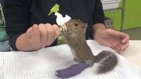 Injured squirrel gets rehab at City Wildlife