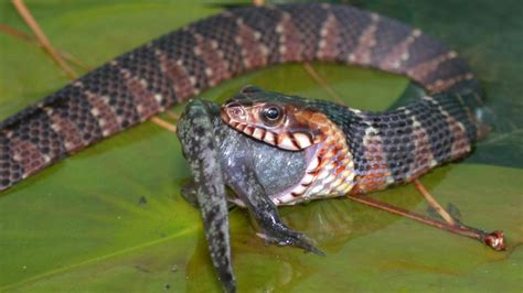 Invasive water snakes: risk to native species? | College of Agricultural and Environmental Sciences