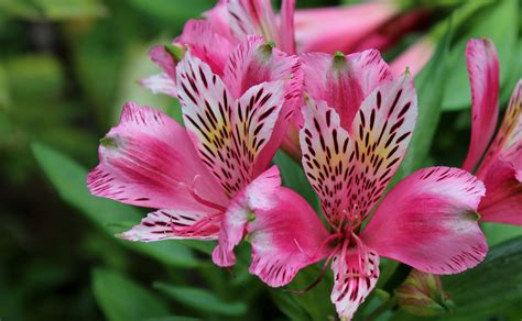 Peruvian Lilies Are Long-Lasting in the Garden and the Vase | Peruvian ...