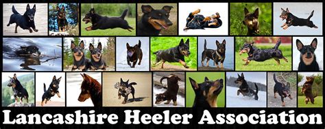 Lancashire Heeler Association