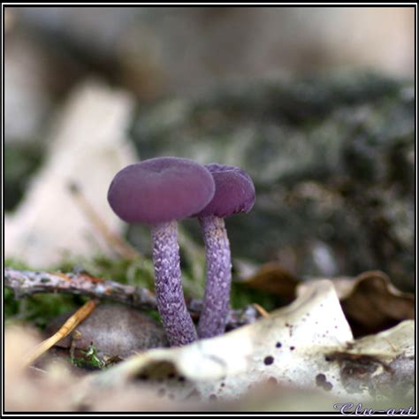 fungi-club DeviantArt gallery