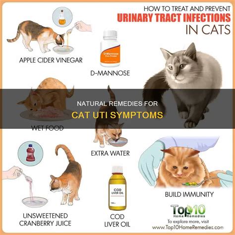 Natural Remedies For Cat Uti Symptoms | PetShun