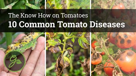 Hydroponic tomato pests and diseases - GoPlanter