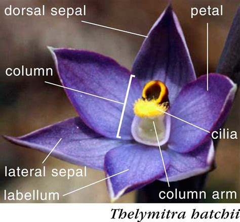 Structure of orchid flowers • New Zealand Plant Conservation Network