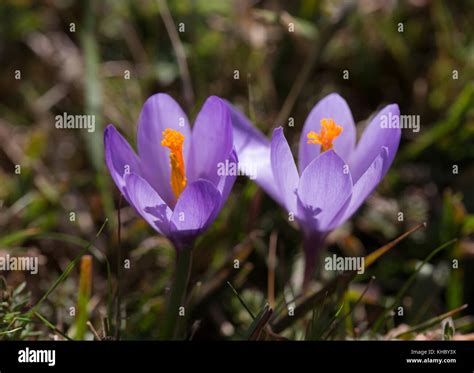 Crocus sativus Stock Photo - Alamy