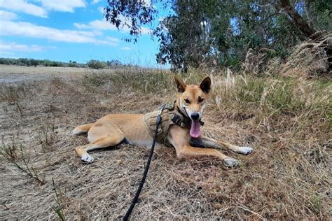 Dingo diet: what our dingoes eat | Intrepid World