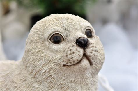 136 Famous and Cute Seal Names - Animal Hype