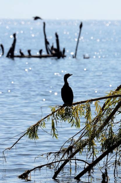 Premium Photo | Cormorant birds in lake prespa macedonia