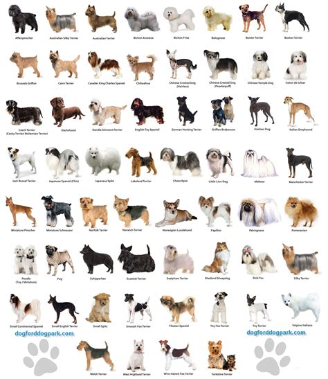 All Dog Breeds With Names And Pictures | www.pixshark.com - Images Galleries With A Bite!