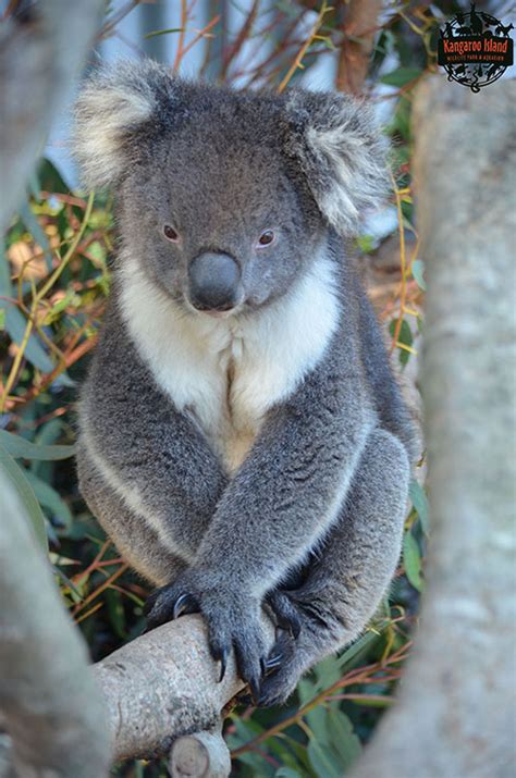 adopt_an_animal_kangaroo_island_wildlife_park_koala | Kangaroo Island Wildlife Park