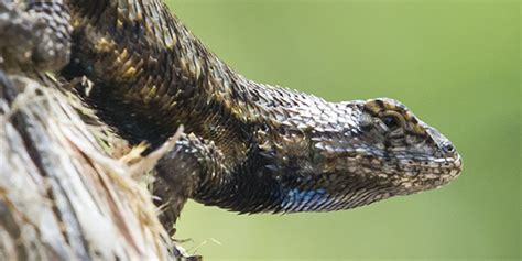 Eastern Fence Lizard | National Wildlife Federation