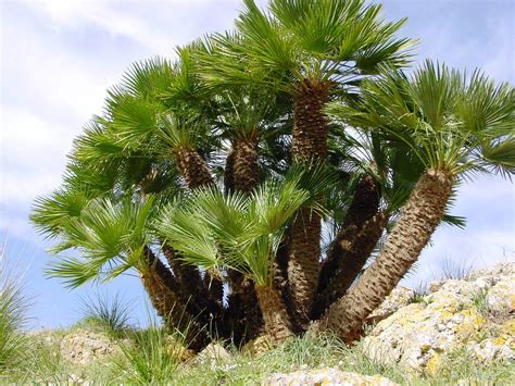 Pictures of Different Types of Palm Trees | Great Inspire