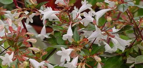 How to Grow Abelia Plant? Propagating Abelia Plants - Garden Bagan