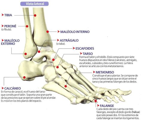 astrágalo vertical - Buscar con Google | Anatomía del tobillo, Anatomia ...