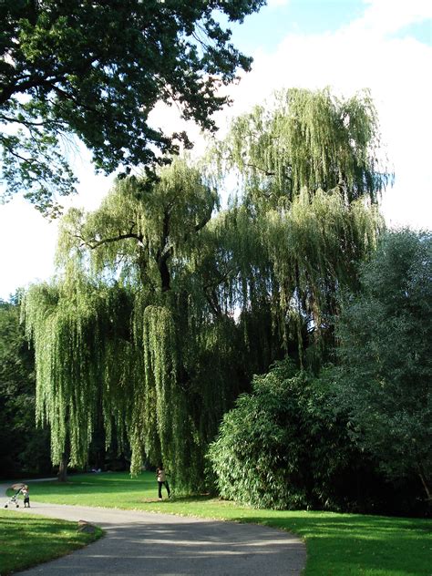 🔥 [50+] Weeping Willow Tree Wallpapers | WallpaperSafari