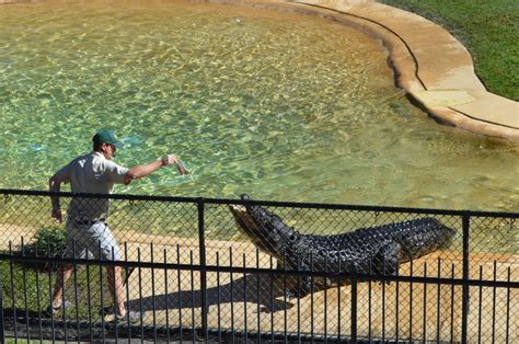 10 Amazing Crocodile Facts I learned at Australia Zoo • The Wanderbug