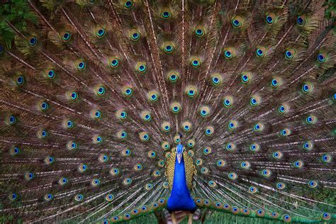 Photography and beyond: Peacock-National bird of India