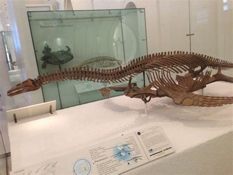 Plesiosaur | Fossils, Prehistoric, Paleontology