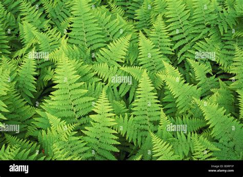 Fern fronds, USA Stock Photo - Alamy