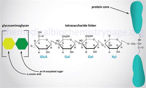 Structure of GAG linkage to protein in proteoglycans | Biochemistry, Abc, Map