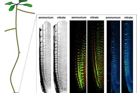 Plant roots grow differently when searching for their preferred ...