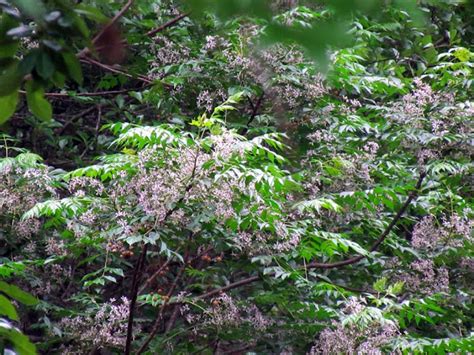 chinaberry tree in bloom | Planting flowers, Plants, Bloom