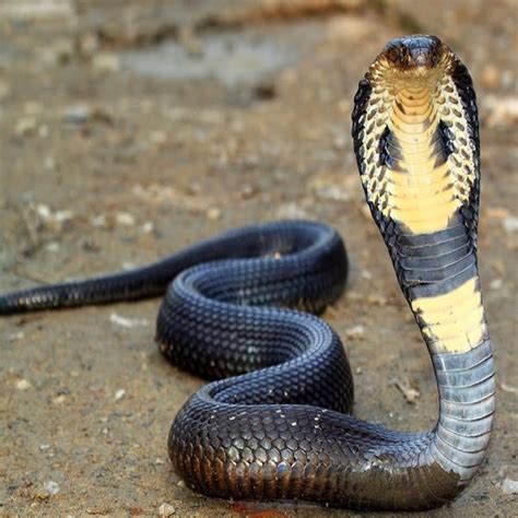 BUY KING COBRA SNAKE VENOM ONLINE – Venom Trust Medicines