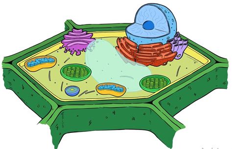 Well Labeled Diagram Of Plant Cell Class 9