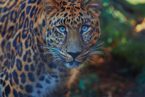 Close-Up Shot of a Leopard · Free Stock Photo