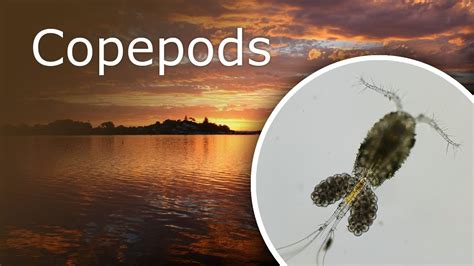 Copepods Cyclops Under a Microscope. Description, Habitat and Anatomy ...