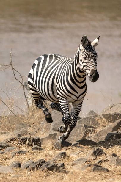 Zebras Running Stock Photos, Pictures & Royalty-Free Images - iStock