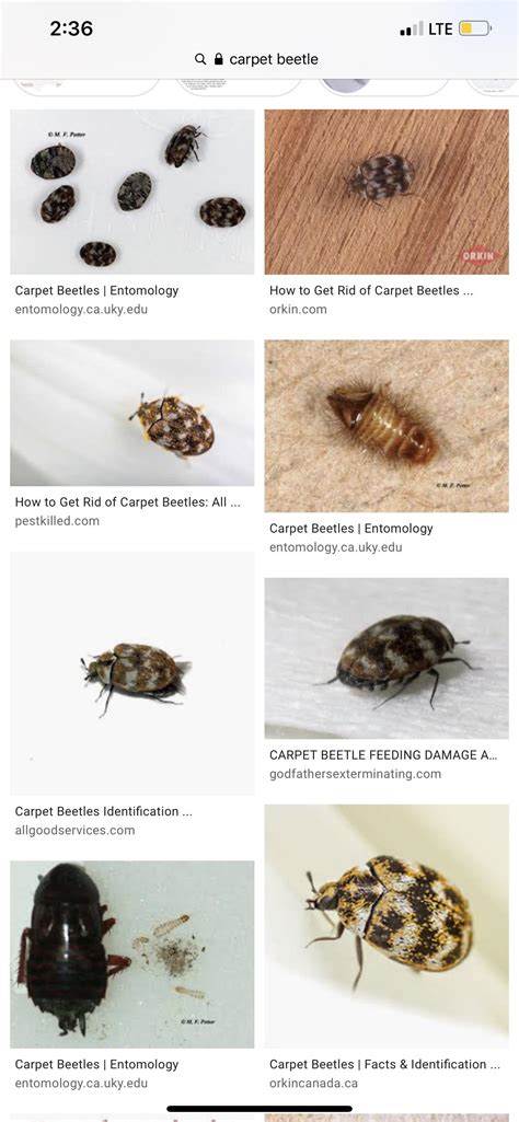 This is a carpet beetle - before you ask "what is this ?" : r/Bedbugs