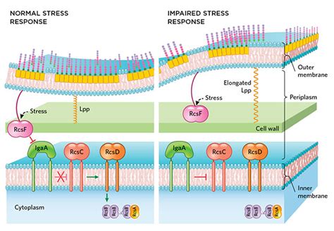 Bacterial Cell Envelope Size is Key to Membrane Stress Response | The Scientist Magazine®