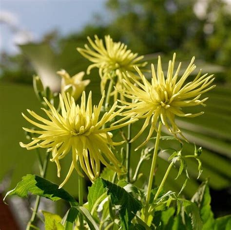 Dazzing Dahlias In Every Color | American Meadows