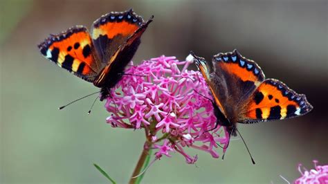 Two Monarch butterflies HD wallpaper | Wallpaper Flare