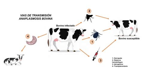 Anaplasmosis - Buenas prácticas de vacunación para prevenir brotes de la enfermedad | Engormix