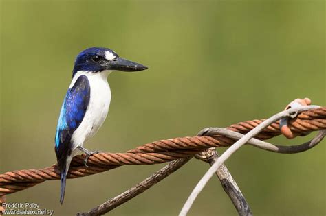 Blue-and-white Kingfisher - Todiramphus diops