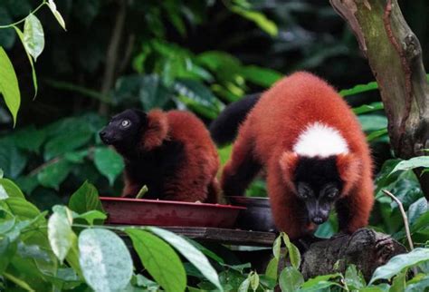 Lémures rojos, especie en peligro de extinción, nacen en Singapur