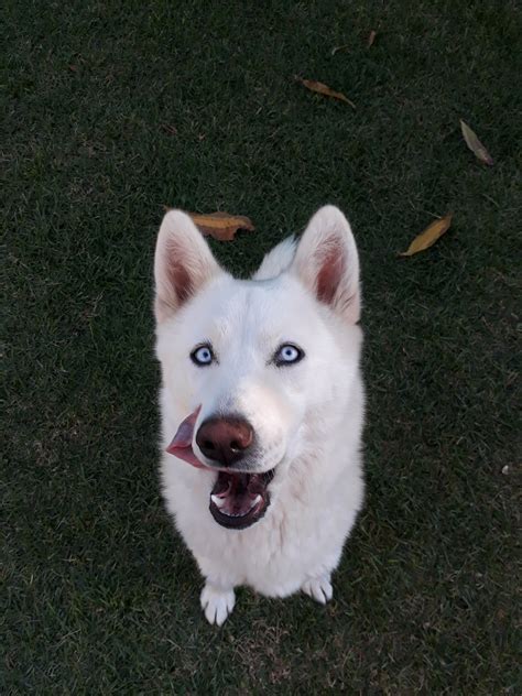 Black and White Siberian Husky Puppy · Free Stock Photo