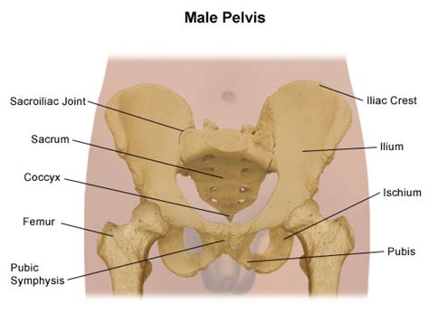 Pelvis Problems | Johns Hopkins Medicine