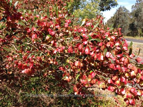 Dodonaea viscosa subsp. cuneata. sticky hop bush - Diversity Native Seeds