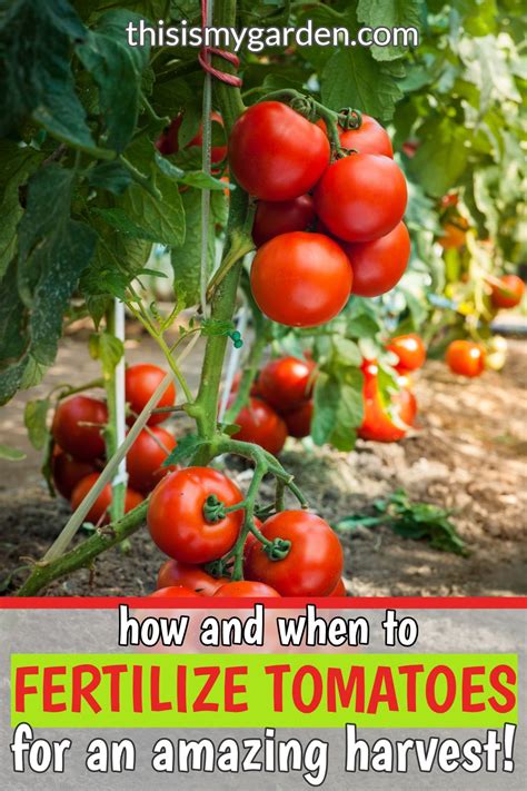 How And When To Fertilize Tomatoes! | Indoor vegetable gardening, Growing tomato plants, Veggie ...