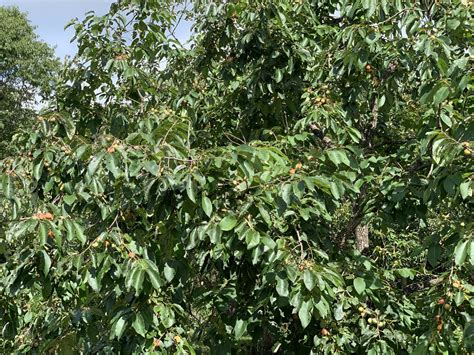 American Persimmon Seedling – Chestnut Hill Nursery