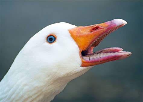 Pin on Birds Are Amazing