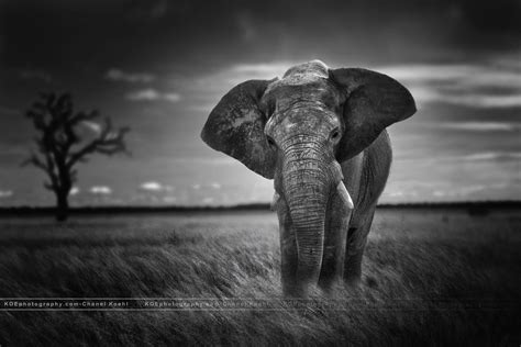 Elephant Black And White Background Wallpaper 07881 - Baltana