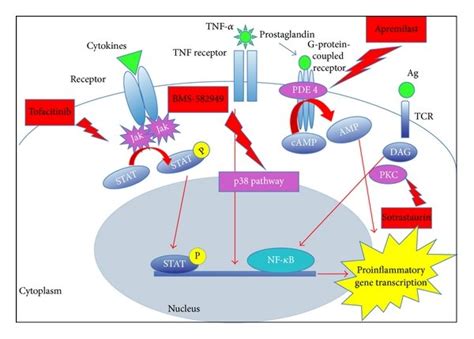 Schematic representation of the mechanism of action of the... | Download Scientific Diagram