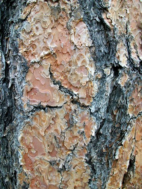 Ponderosa Pine bark Ponderosa Pine, Horticulture, Firewood, West ...