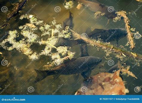 Fish in dirty water stock image. Image of group, closeup - 70201107