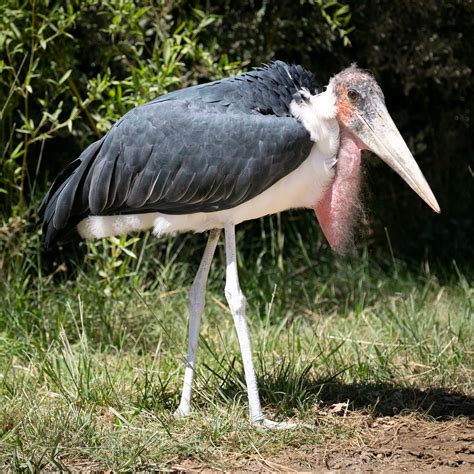 marabout d'afrique - Parc animalier de la Barben